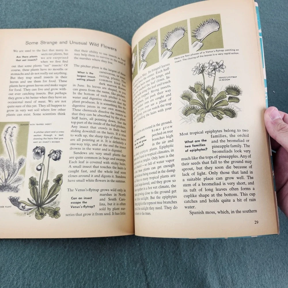 The How‎ and Why Wonder Book of Wild Flowers 1962 Vintage Children's Book
